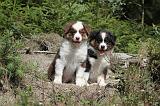BERGER AUSTRALIEN PUPPIES 076